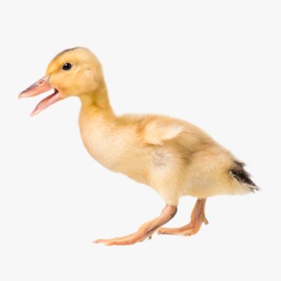 Các Giống Vịt Siêu Trứng Của Trung Tâm Đại Xuyên