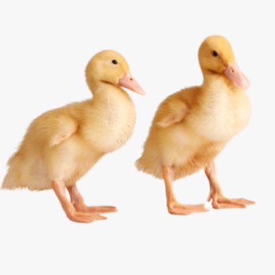 Quy Trình Chăn Nuôi Vịt Siêu Thịt Hiệu Quả
