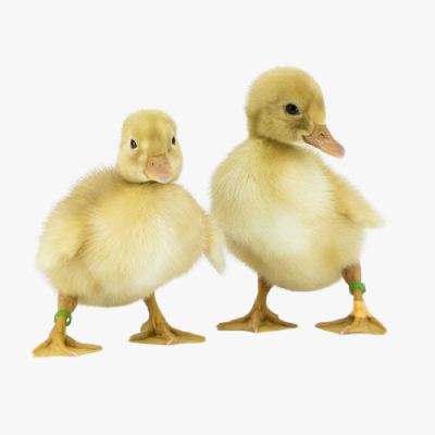 Hướng Dẫn Chăn Nuôi Vịt Siêu Thịt Cho Người Mới Bắt Đầu