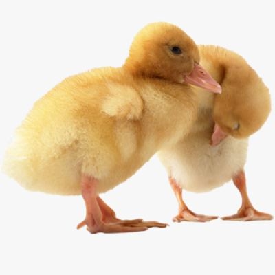 Kỹ Thuật Làm Chuồng Nuôi Vịt Bơ Siêu Thịt