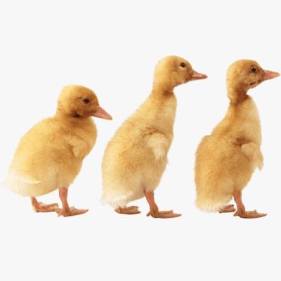 Hướng Dẫn Chọn Vịt Siêu Thịt Giống