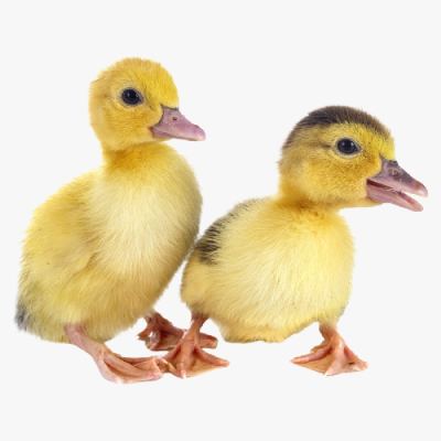 Kỹ Thuật Úm Vịt Trời Trên Sàn Lưới
