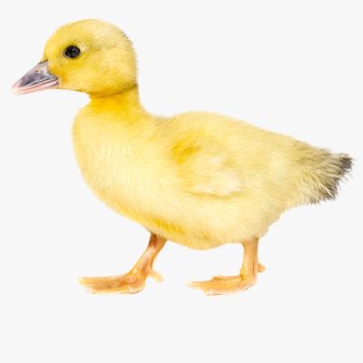 Kỹ Thuật Chọn Giống Và Nuôi Vịt Trời Hiệu Quả Cao