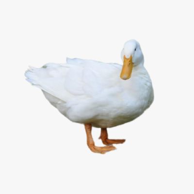 Vịt Anh Đào