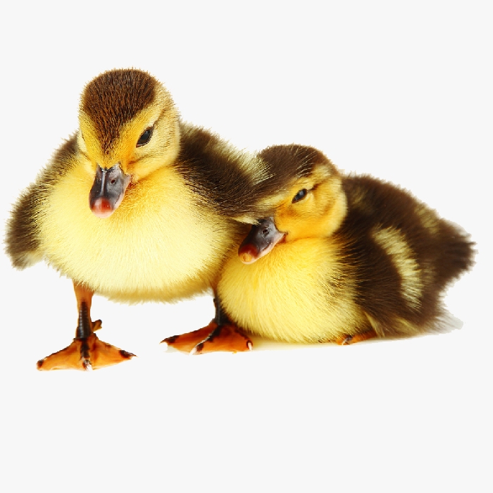 Vịt Trời Mới Nở